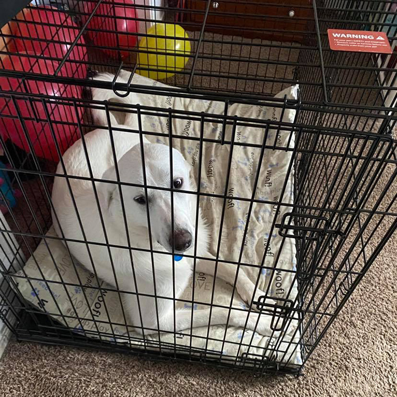 Crate Training