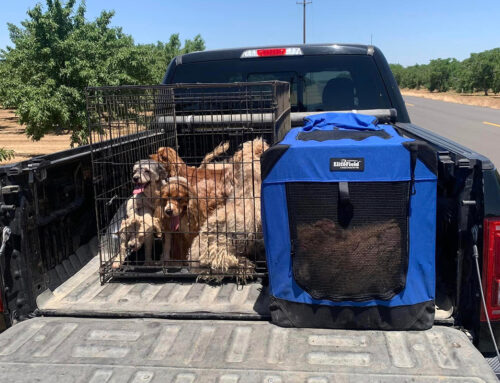 Startling Find of 40 Purebred Dogs Dumped in an Orchard