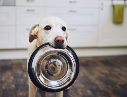 Spring into Action: Join Our Spring Dog Food Drive!