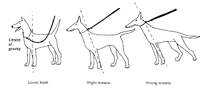 Leash Positions